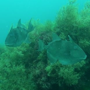 Explo autonome | bon cadeau